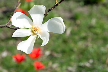 Image showing Magnolia flower.