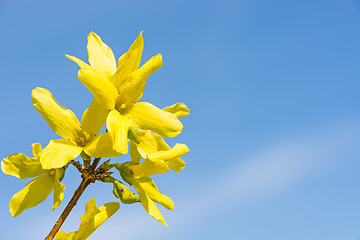Image showing Yellow flowers against the sky.