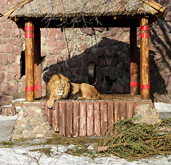 Image showing Big beautiful lion  