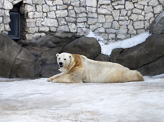 Image showing Polar Bear 