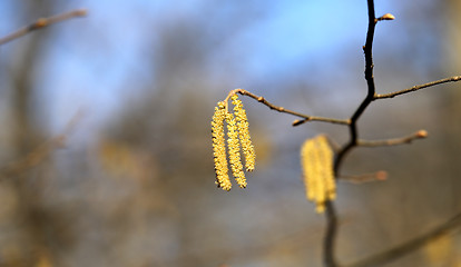 Image showing Beautiful earrings birch tree 