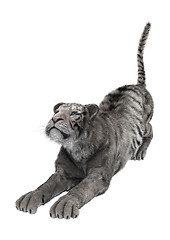 Image showing White Tiger