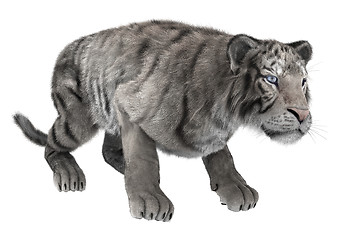 Image showing White Tiger