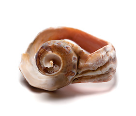 Image showing Broken shell from rapana on white background