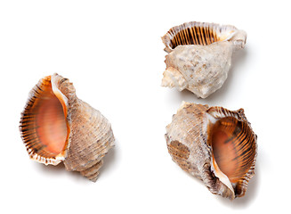 Image showing Three empty shells from rapana venosa