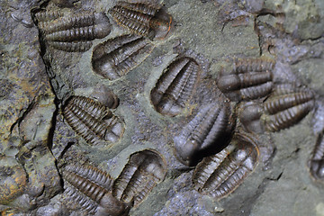 Image showing trilobite fossil as very nice background