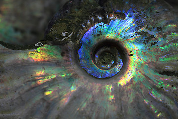 Image showing ammonites fossil background