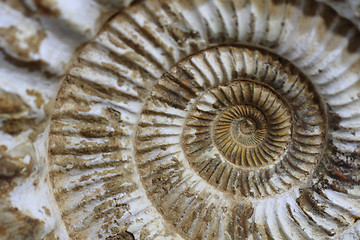 Image showing ammonites fossil background