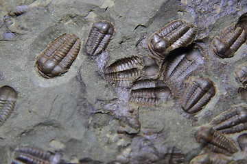 Image showing trilobite fossil as very nice background