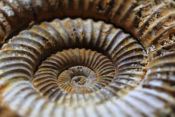 Image showing ammonites fossil background