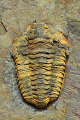 Image showing trilobite fossil as very nice background