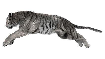 Image showing White Tiger