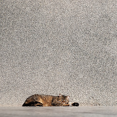 Image showing Tabby cat laying on a sun