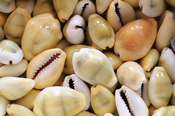 Image showing sea shells background