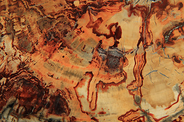 Image showing fossil wood texture