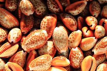 Image showing sea shells background