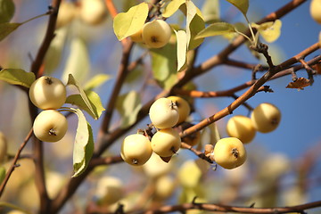 Image showing yellow apples  on the tree