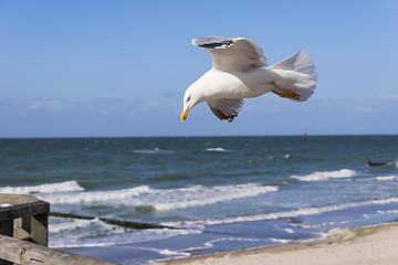 Image showing Flying seagull