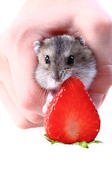 Image showing dzungarian mouse and fresh strawberry isolated