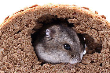 Image showing dzungarian mouse and the bread