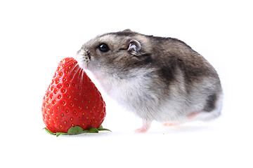 Image showing dzungarian mouse and fresh strawberry isolated