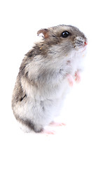 Image showing dzungarian mouse