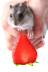 Image showing dzungarian mouse and fresh strawberry isolated