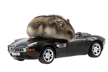 Image showing dzungarian mouse and toy car 