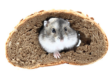 Image showing dzungarian mouse and the bread