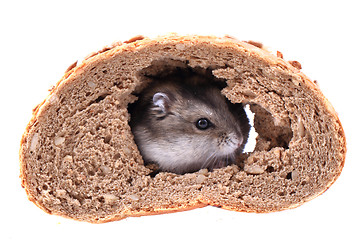 Image showing dzungarian mouse and the bread