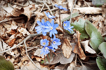 Image showing violets flowers