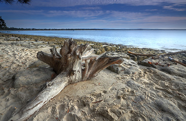 Image showing Driftwood on the beach