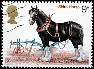 Image showing Shire Horse