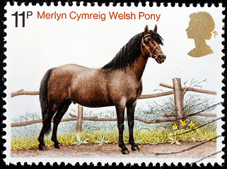 Image showing Welsh Pony