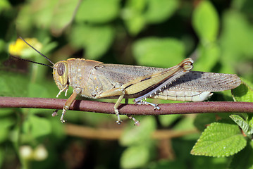 Image showing Grasshopper