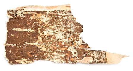 Image showing birch bark