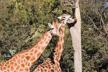 Image showing Giraffes