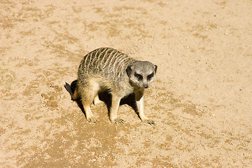 Image showing Meerkat