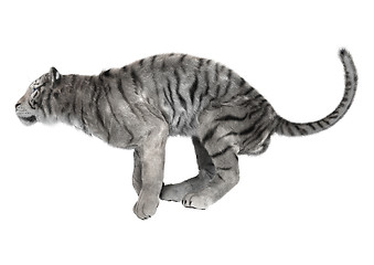 Image showing White Tiger