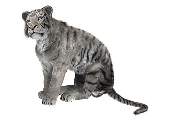 Image showing White Tiger