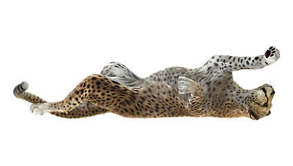 Image showing Cheetah