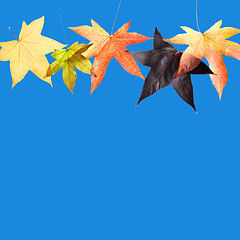 Image showing Leaves in Blue