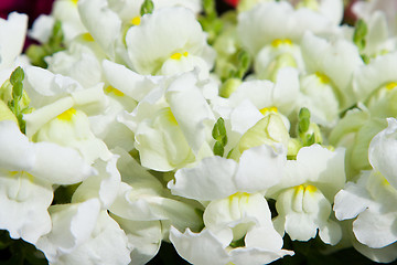 Image showing beautiful white flowers at summer garden