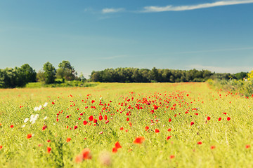 Image showing summer blooming poppy field