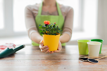 Image showing close up of woman hands holding roses bush in pot