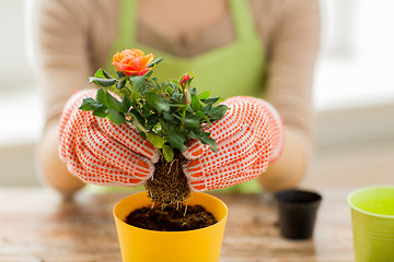 Image showing close up of woman hands planting roses in pot