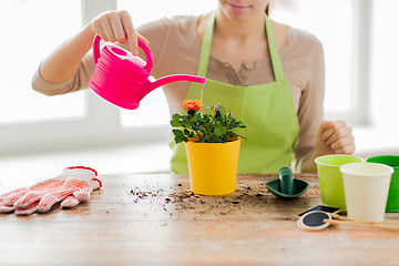 Image showing close up of woman hands planting roses in pot