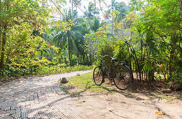 Image showing bicycle at tropical park roadway