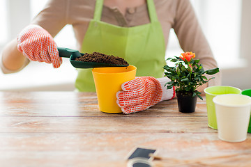 Image showing close up of woman hands planting roses in pot