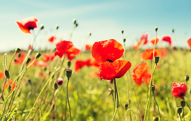 Image showing summer blooming poppy field